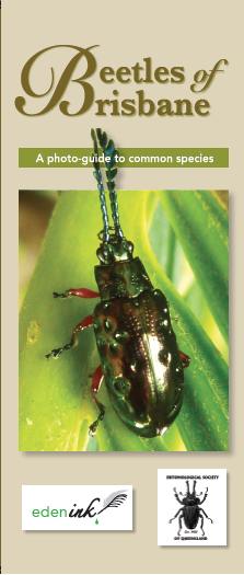 beetle brochure