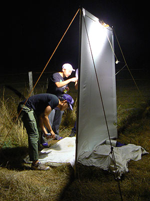 light trap