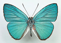 blue butterfly