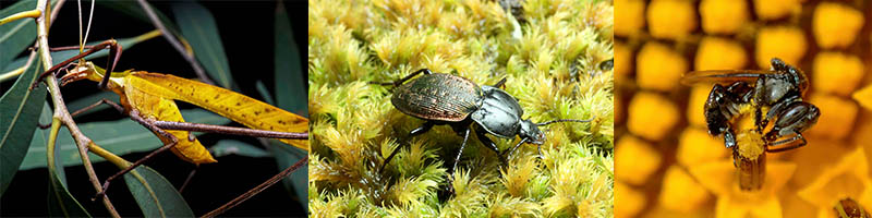 insect images